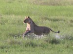 Lioness is hunting