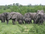 A Herd Of Elephants