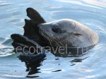 Caspian seal (Phoca caspica Gmel.)