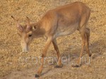 Saiga antelope (Saiga tatarica)