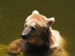 Caucasus brown bear