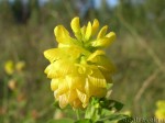   (Trifolium aureum)