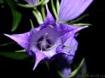 Bell-flower (Campanula persicifolia)