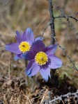 First flowers in Baikal