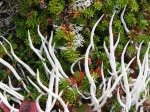 Reindeer lichen (Cladonia rangiferina)