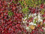 Bearberry, cup moss