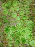 Aye-Green (Sempervivum sp.)