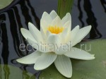 Pond lily (Nymphaea gen.)