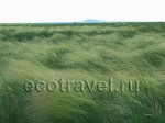 Feather grass steppe