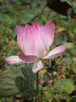 Lotus (Nelumbium)