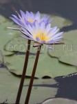 Water Lily (Nymphaea)
