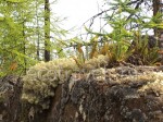 The Kindom Of Lichens