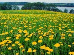 The Land of Dandelions