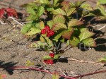  (Rubus saxatilis)